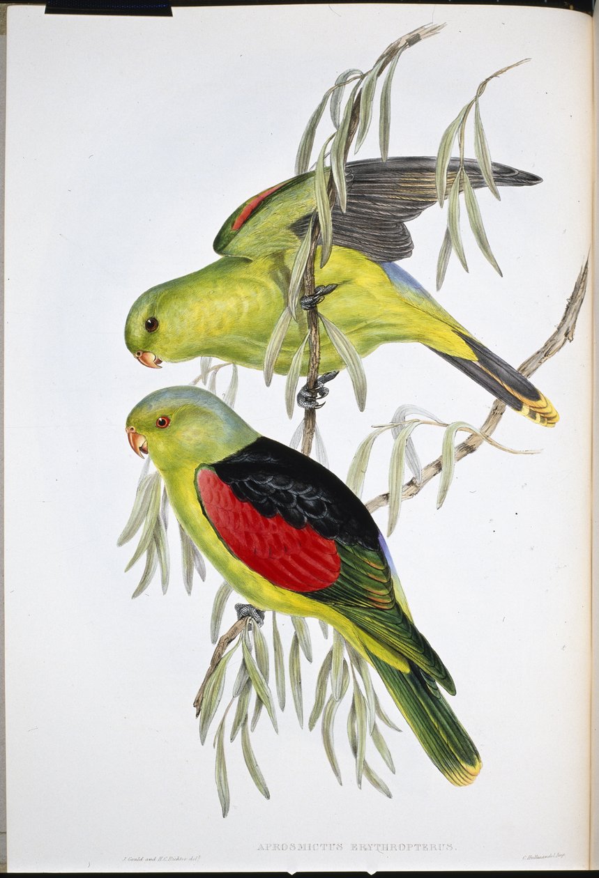 Rødvinget lory (Aprosmictus Erythropterus) (håndfarvet litho) af John (after) Gould