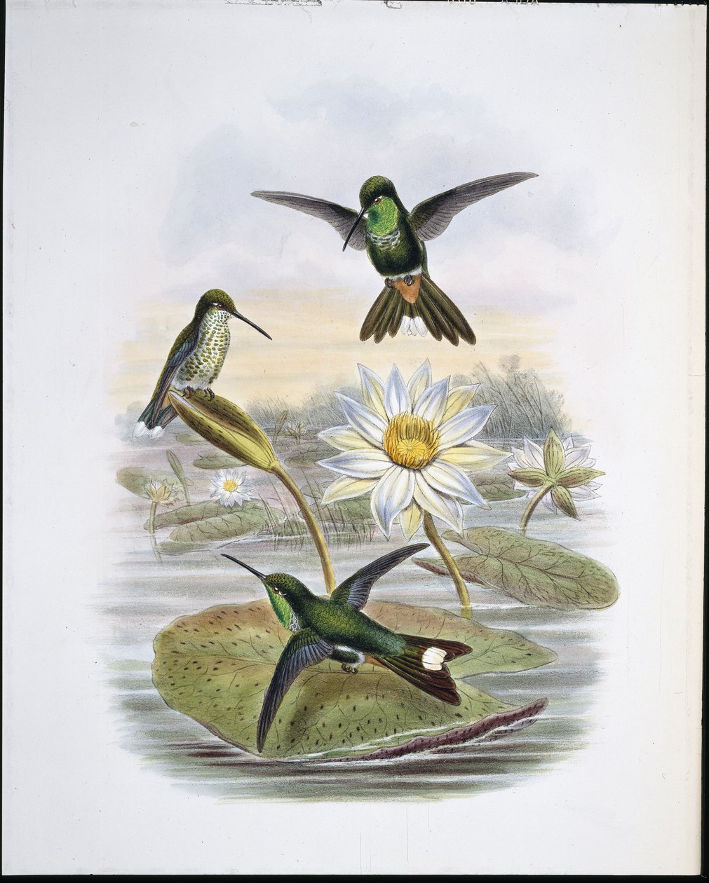 Rød ventileret hvid spids (håndfarvet litho) af John (after) Gould