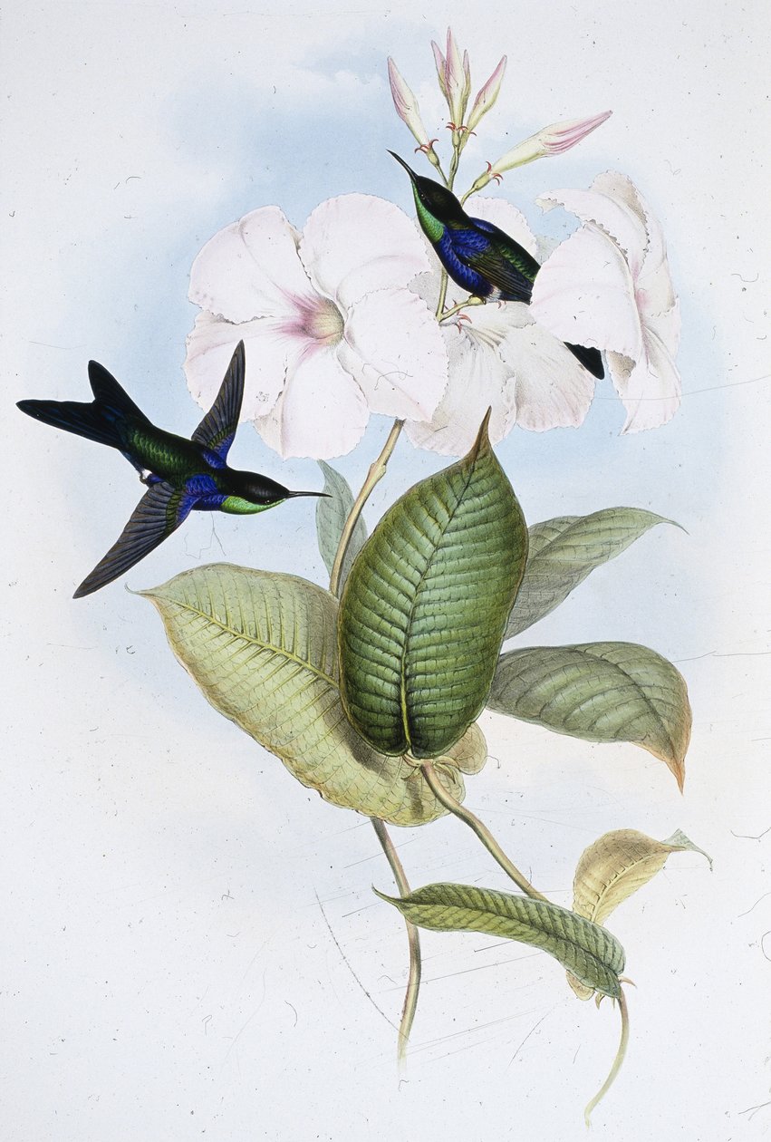Refulent Panoplites (Thalurania Refulgens) (håndfarvet litho) af John (after) Gould