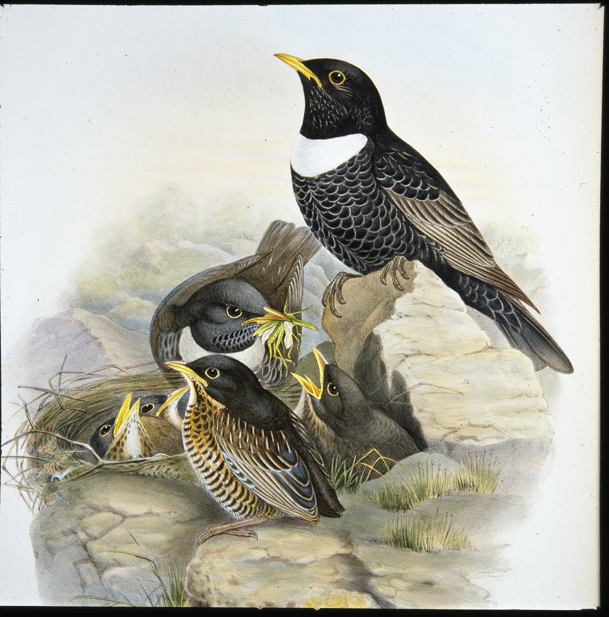 Ring Ouzel (Mer Ulatorquata) (håndfarvet litho) af John (after) Gould