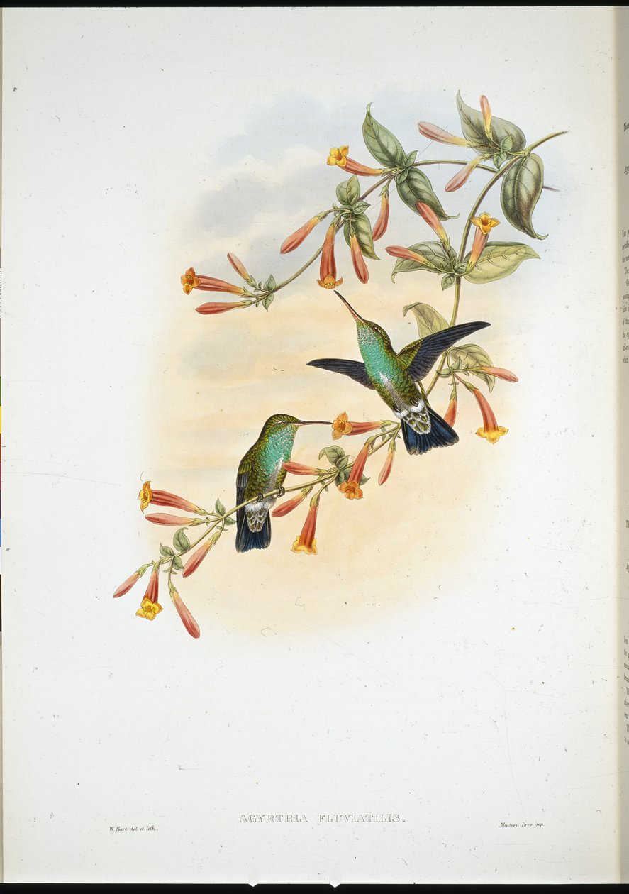 Riverine Emerald (Agyrtria Fluviatilis) (håndfarvet litho) af John (after) Gould