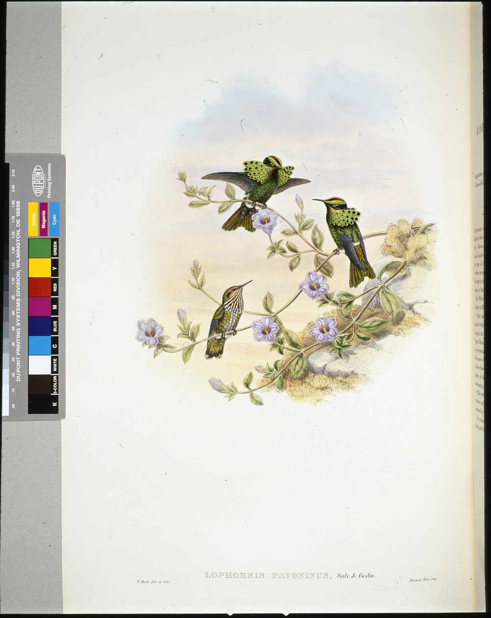 Roraima Coquette (lophornis pavoninus) (håndfarvet litho) af John (after) Gould