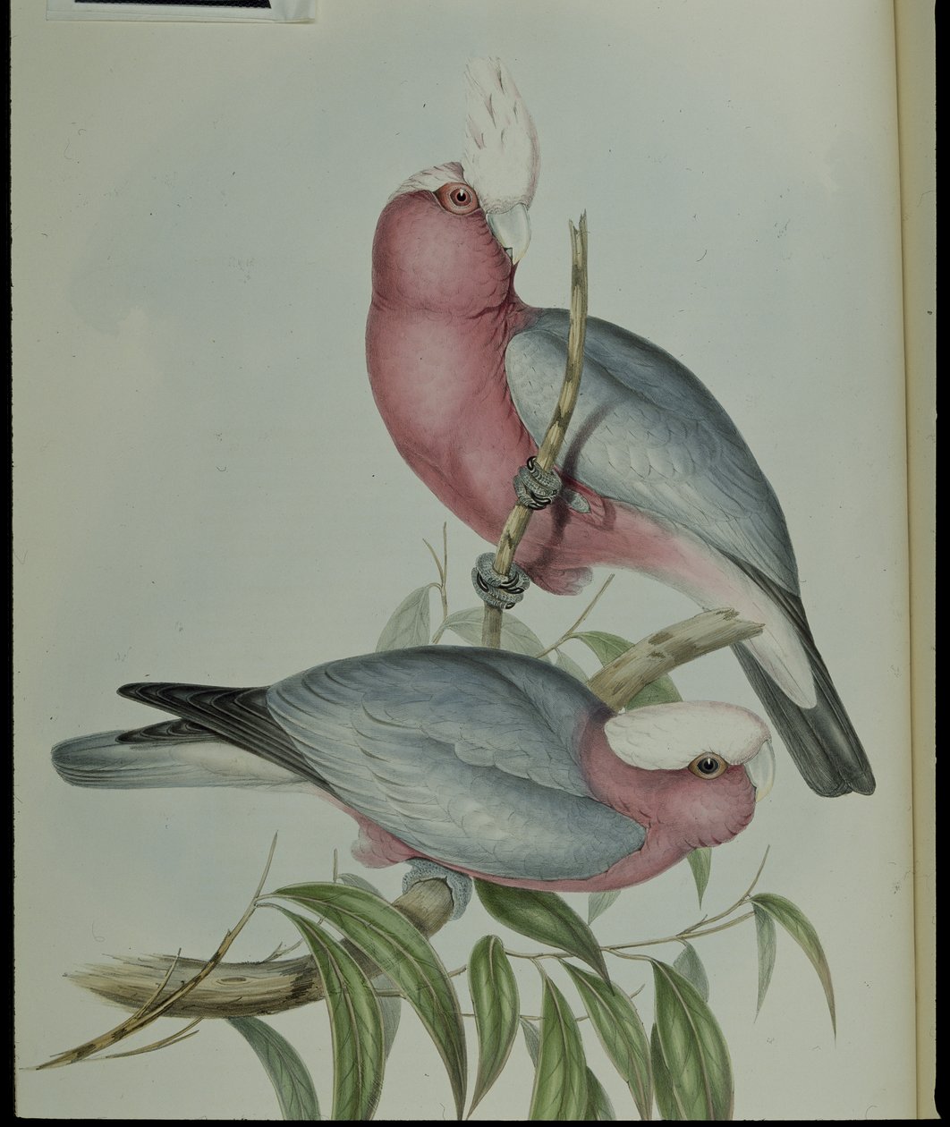 Rose-breasted kakadue (Cacatua Eos) (håndfarvet litho) af John (after) Gould