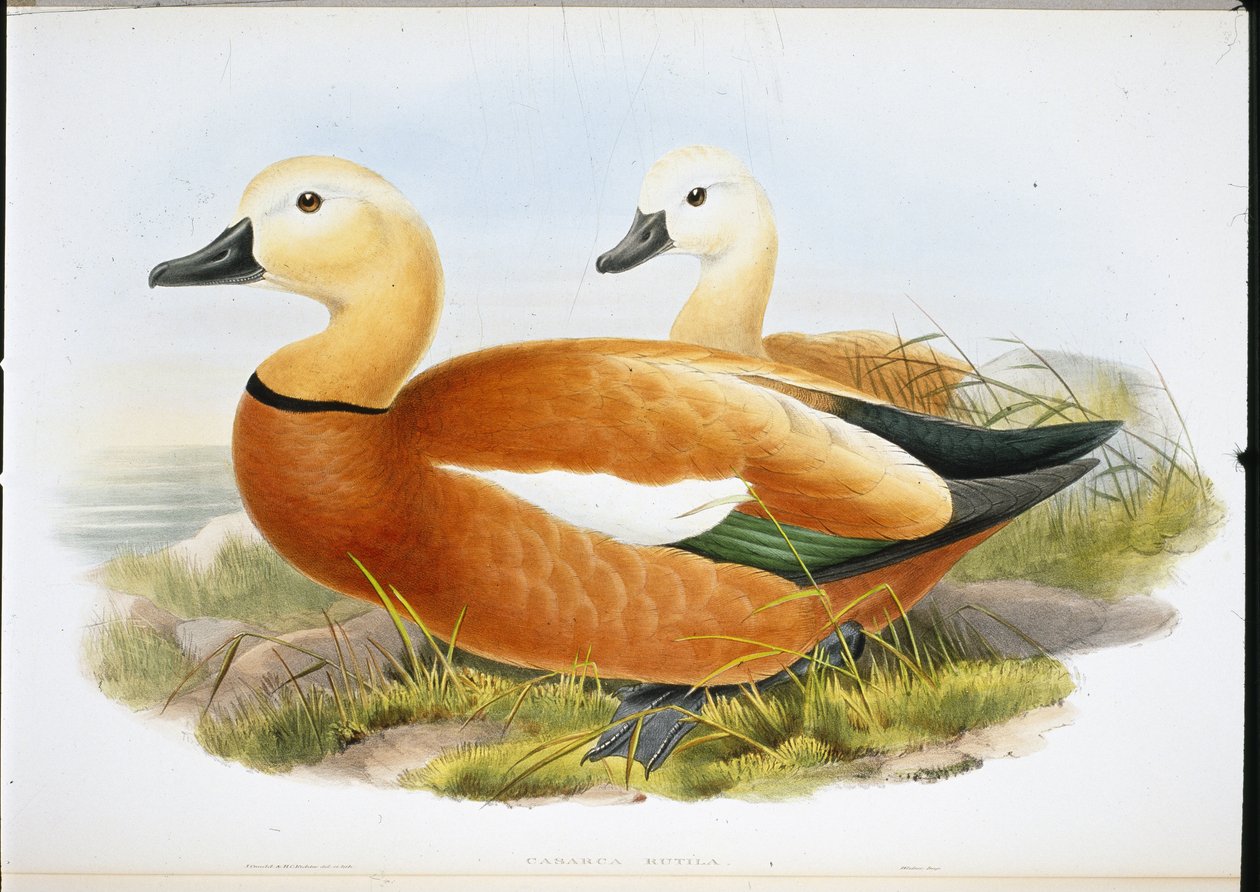 Ruddy Shelldrake (håndfarvede medlemmer) af John (after) Gould