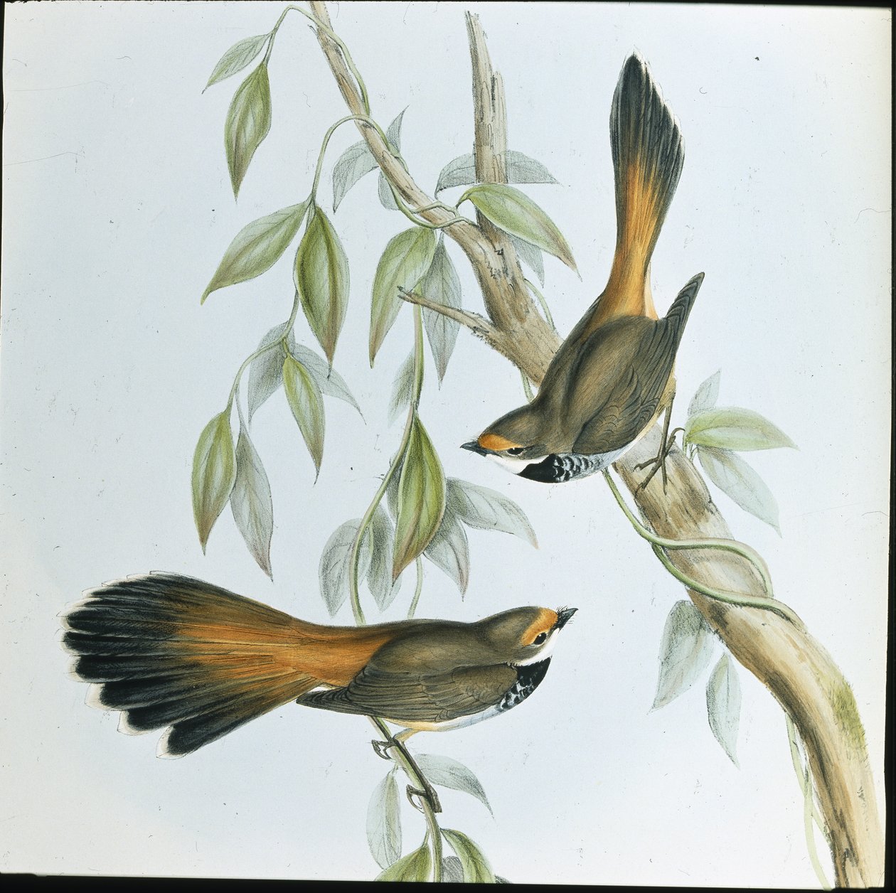 Rufous-fronted Fantail (Rhipidura Rufifrons) (håndfarvet litho) af John (after) Gould