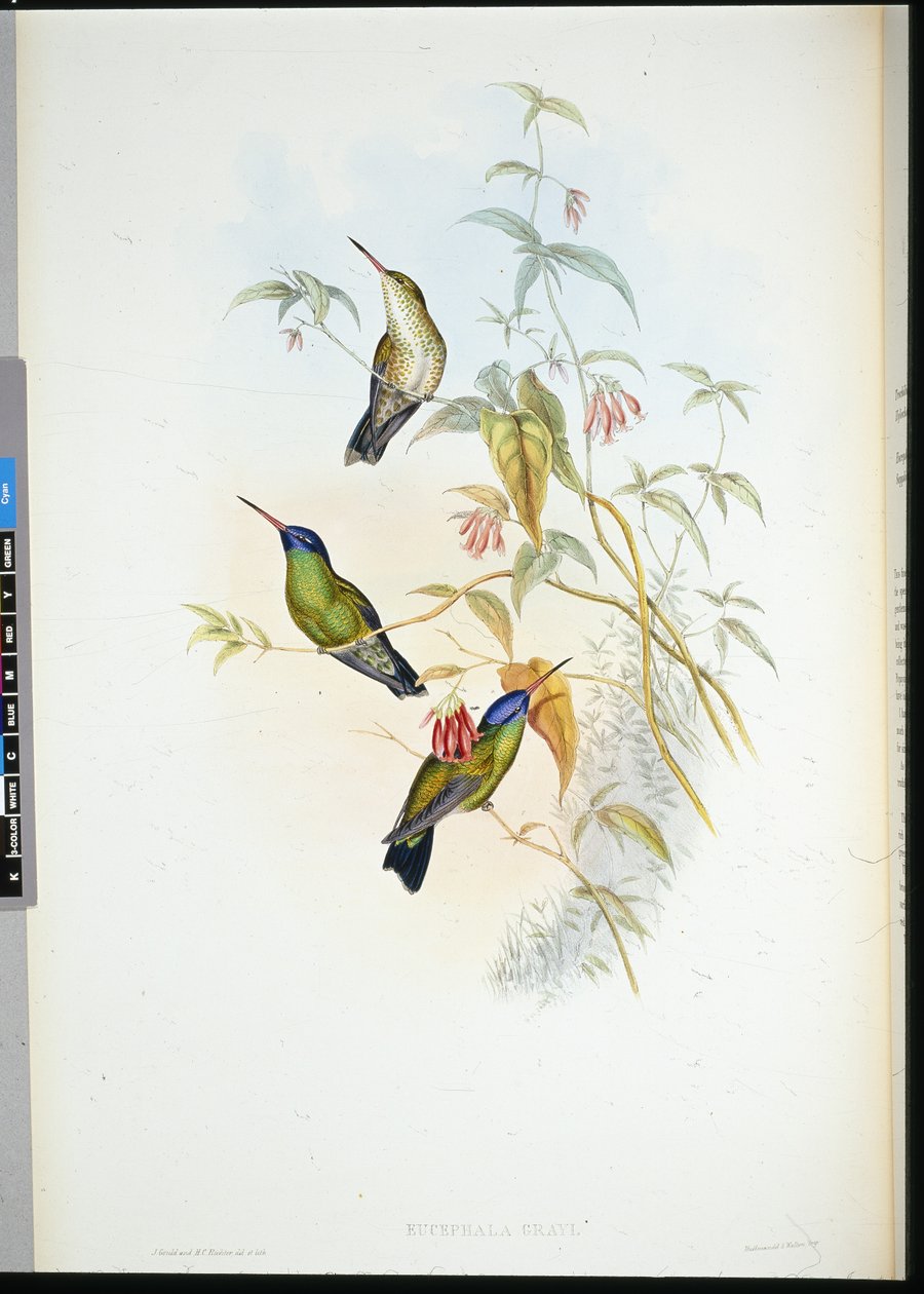 Rødbrun flammebærer (selasphorus rufus) (håndfarvet litho) af John (after) Gould