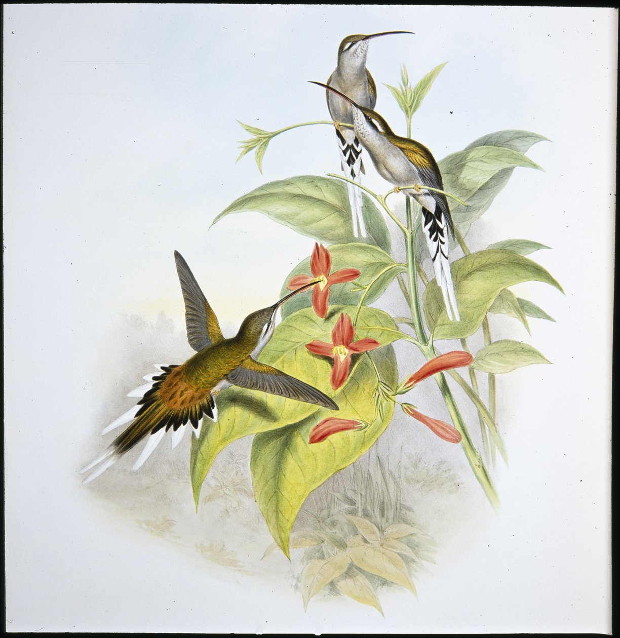 Salles Eremit (Phaethorn Augustus) (håndfarvet litho) af John (after) Gould