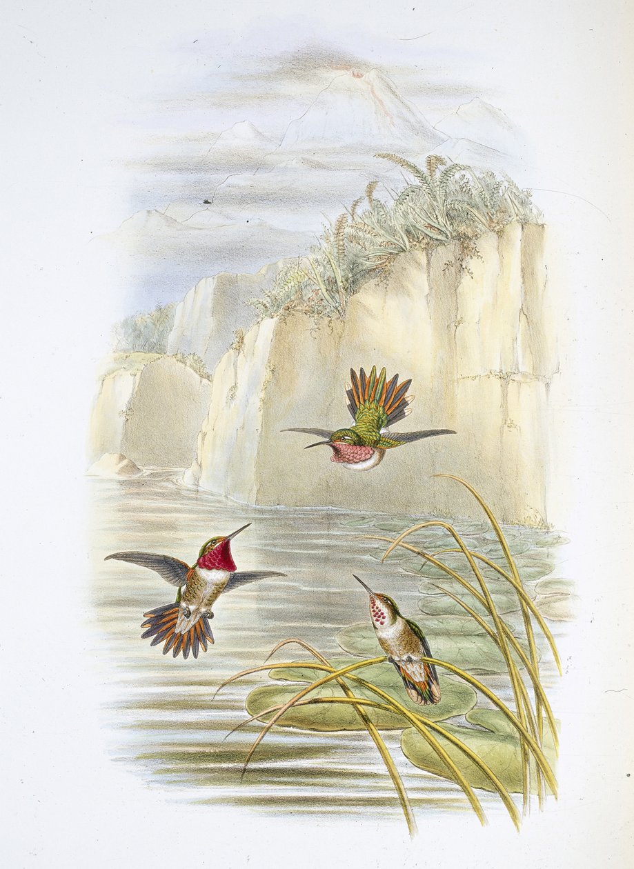 Salvins flammebærer. (Selasphorus ardens). (håndfarvet litho) af John (after) Gould