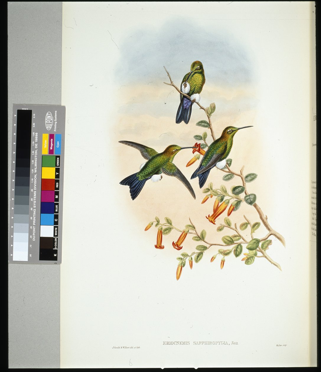 Safir-udluftet puff-leg (eriocnemis sapphiropygia) (håndfarvet litho) af John (after) Gould