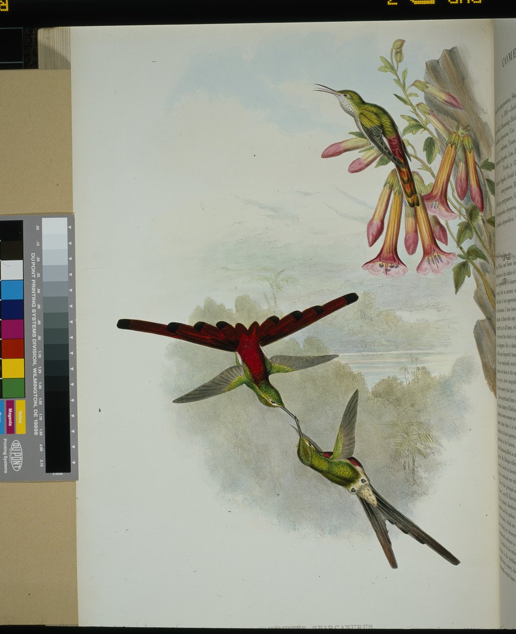 Sappho Comet (cometes sparganurus) (håndfarvet litho) af John (after) Gould