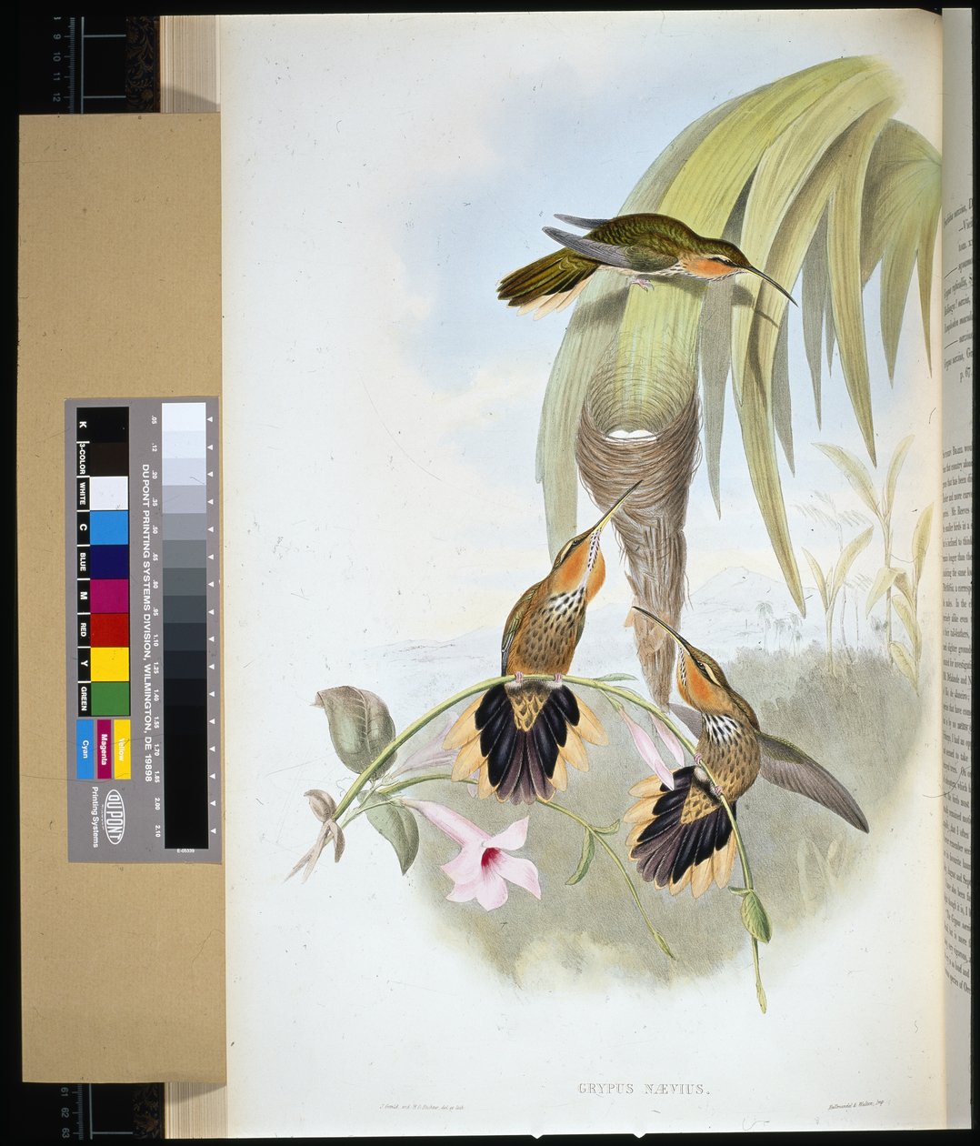 Savnæb (grypus naevius) (håndfarvet litho) af John (after) Gould