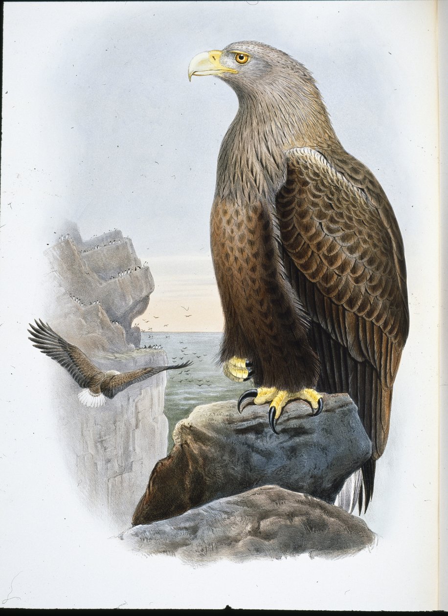 Havørn (Haliaetus Albicilla) (håndfarvet litho) af John (after) Gould