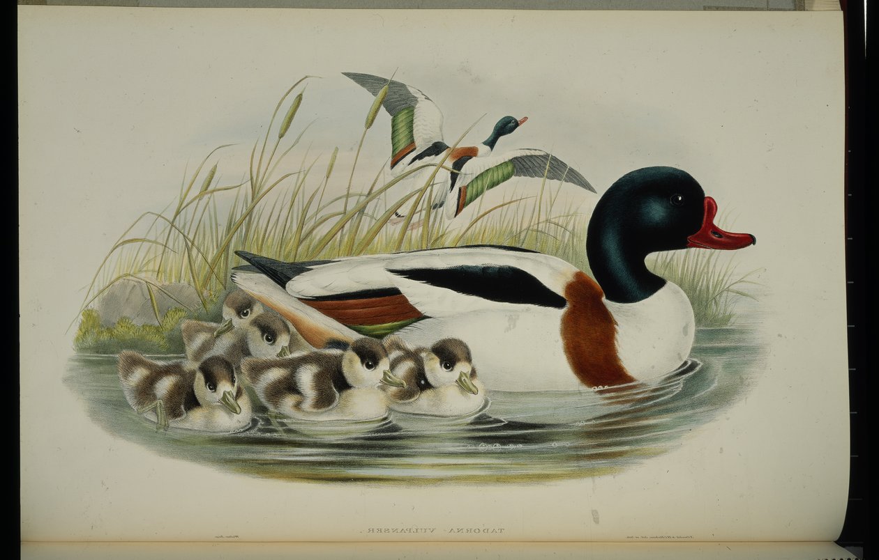 Shell Duck (Tadorna Vulpanser) (håndfarvet litho) af John (after) Gould