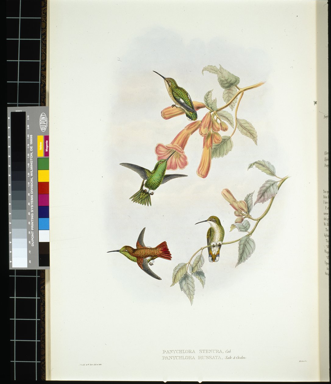 Skinnende solstråle (aglaeactis cupreipennis) (håndfarvet litho) af John (after) Gould