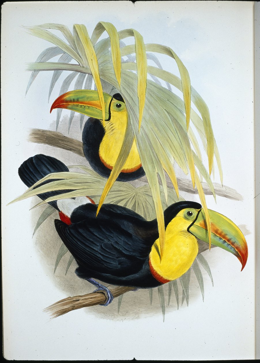 Kortnæbbet tukan (Ramphastos Brevicarinatus) (håndfarvet litho) af John (after) Gould