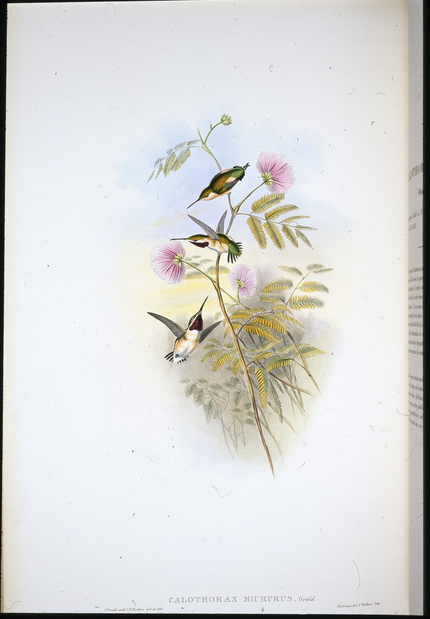 Korthalet træstjerne (Calothorax Micrurus) (håndfarvet litho) af John (after) Gould