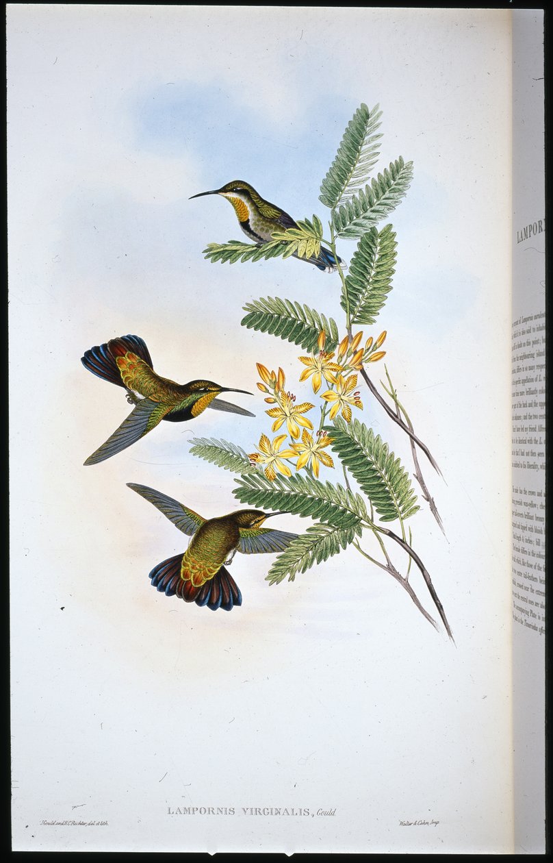 Sombre Sabre-wing (Campylopterus Obscurus) (håndfarvet litho) af John (after) Gould