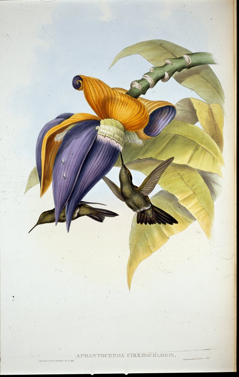 Dyster kolibri (Aphantochroa cirrhochloris) (håndfarvede medlemmer) af John (after) Gould