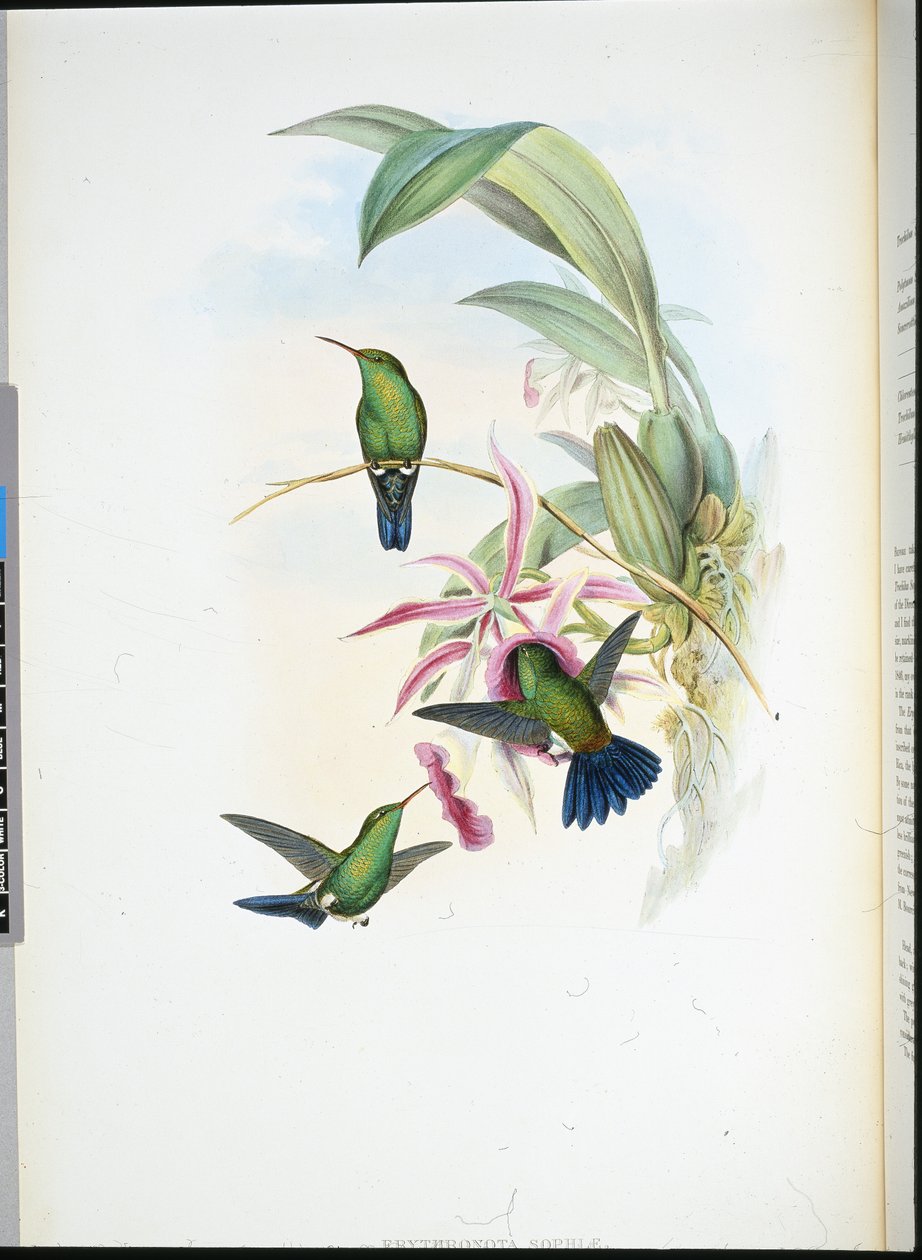 Sophias erythronote (Erythronota Sophiae) (håndfarvet litho) af John (after) Gould