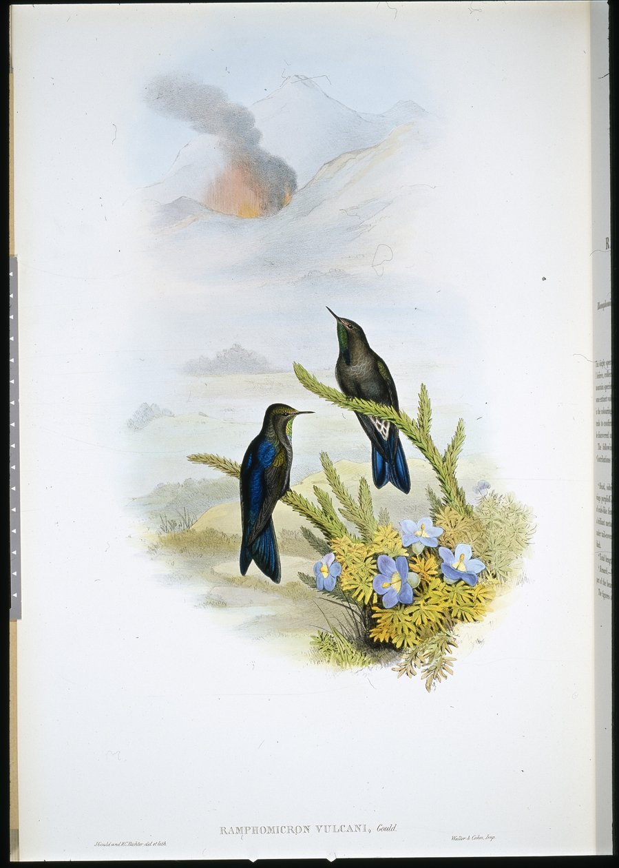 Southern Thorn-bill (Ramphomicron Vulcani) (håndfarvet litho) af John (after) Gould