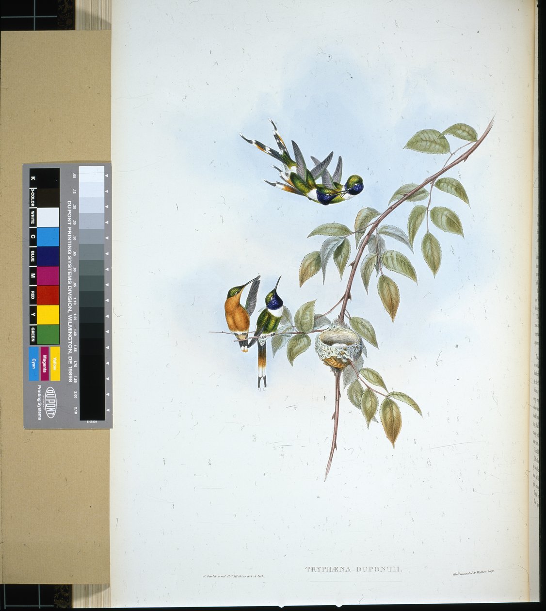 Mousserende hale (tryphaena dupontii) (håndfarvet litho) af John (after) Gould