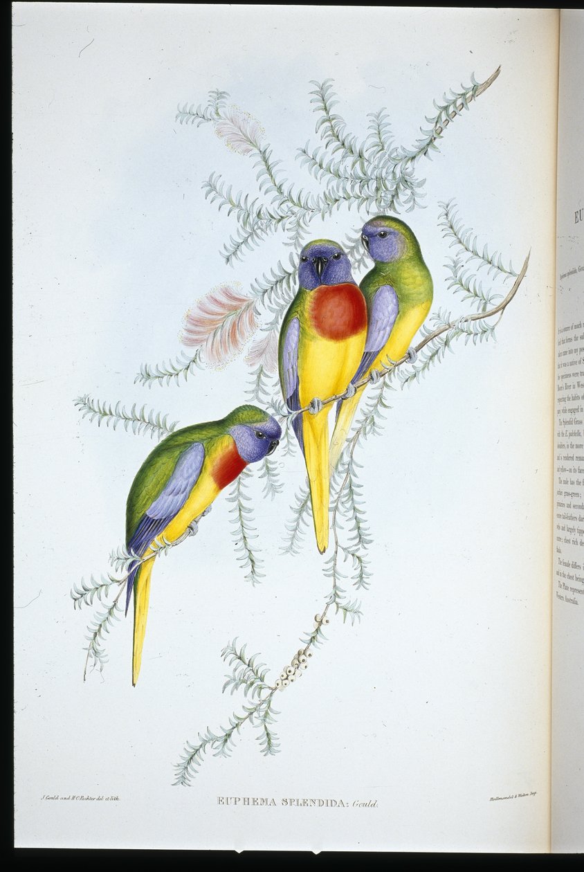 Splendid Grass Parakeet (euphema splendida) (håndfarvet litho) af John (after) Gould