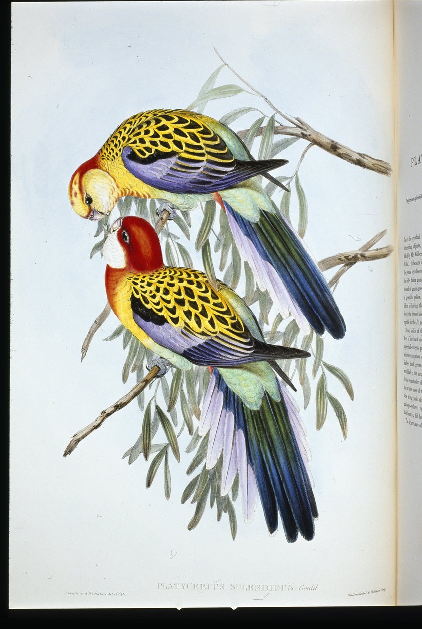 Splendid Parakeet (Splendid Palatycercus) (håndfarvet litho) af John (after) Gould