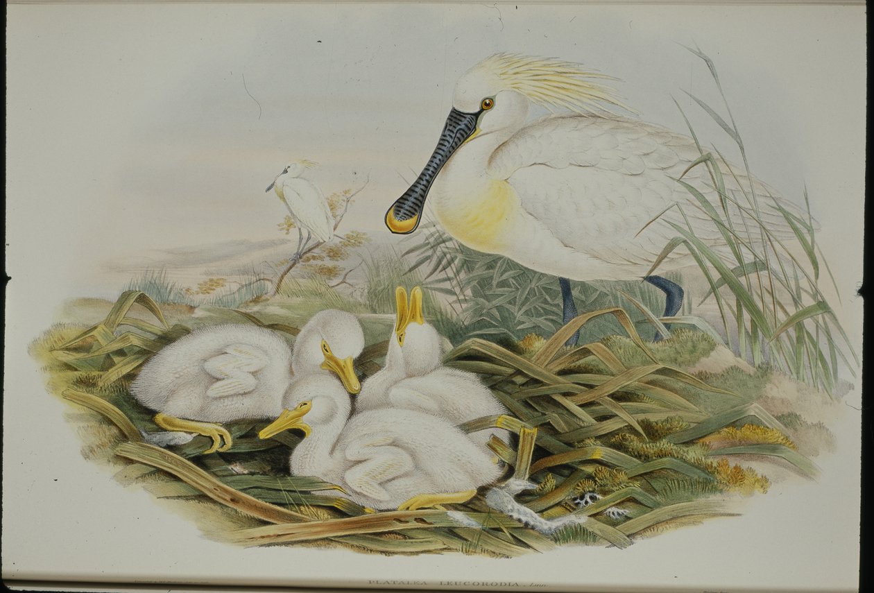 Skestork (Platalea Leucorodia) (håndfarvet litho) af John (after) Gould