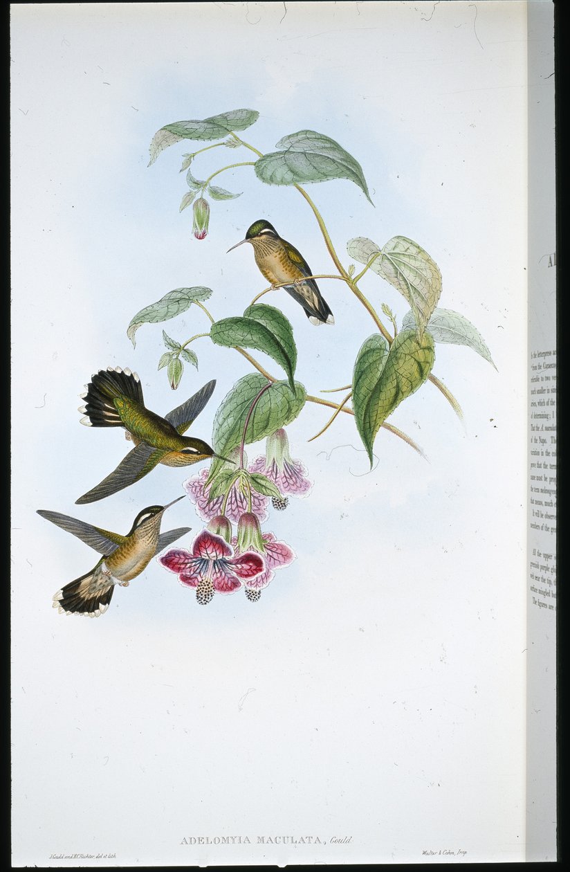 Plettet Adelomyia (Adelomyia Maculata) (håndfarvet litho) af John (after) Gould