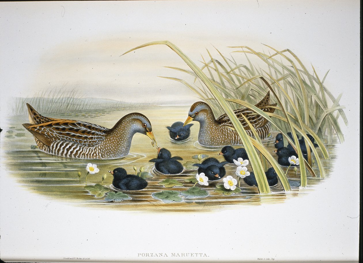 Spotted Crake (Porzana Maruetta) (håndfarvet litho) af John (after) Gould