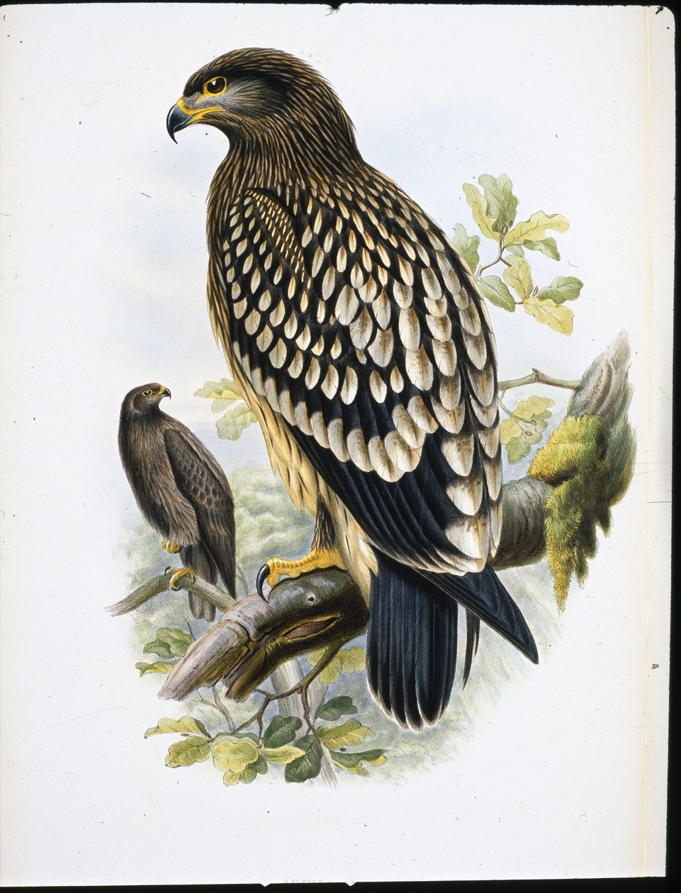 Plettet ørn (Aquila Naevia) (håndfarvet litho) af John (after) Gould