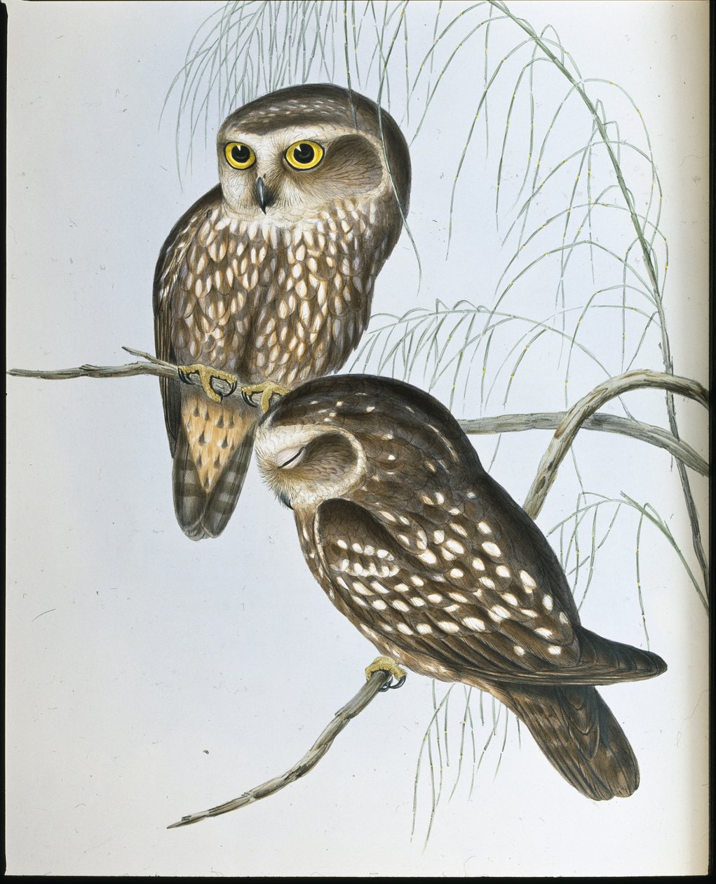Plettet ugle (Athene Maculata) (håndfarvet litho) af John (after) Gould