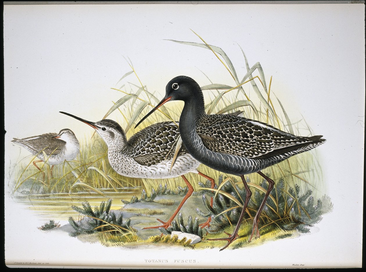 Plettet rødben (Totanus Fuscus) (håndfarvet litho) af John (after) Gould