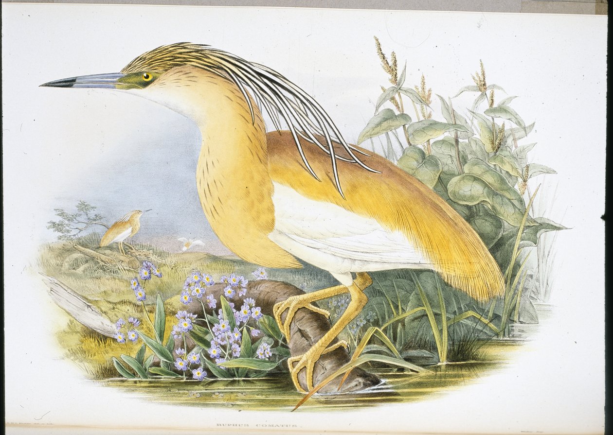 Squacco Heron (Buphus Comatus) (håndfarvet litho) af John (after) Gould