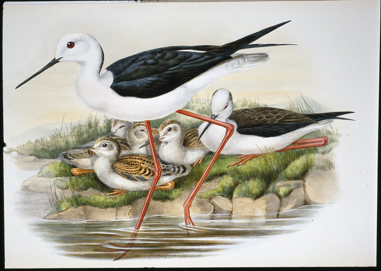 Stilt (Himantopus Candidus) (håndkoloreret litografi) af John (after) Gould