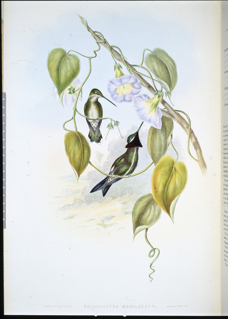 Stribet stjernehals (heliomaster mesoleucus) (håndfarvet litho) af John (after) Gould