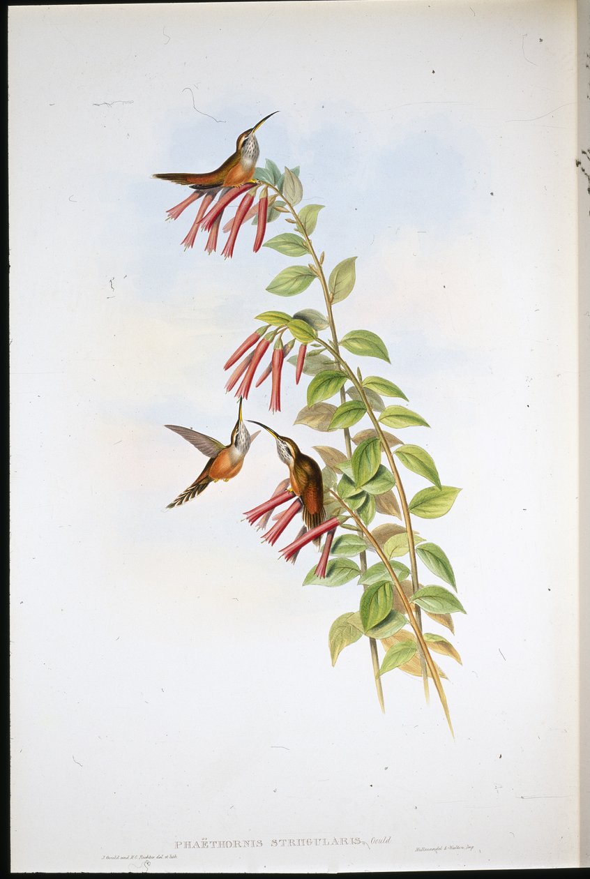 Stribet eremit (Phaethornis Striigularis) (håndfarvet litho) af John (after) Gould