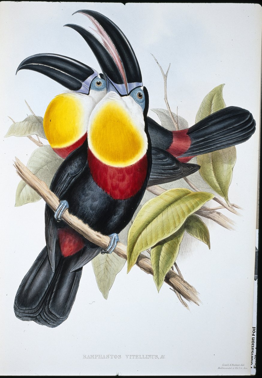 Svovl- og hvidbrynet tukan (Ramphastos Vitellinus) (håndfarvet litho) af John (after) Gould