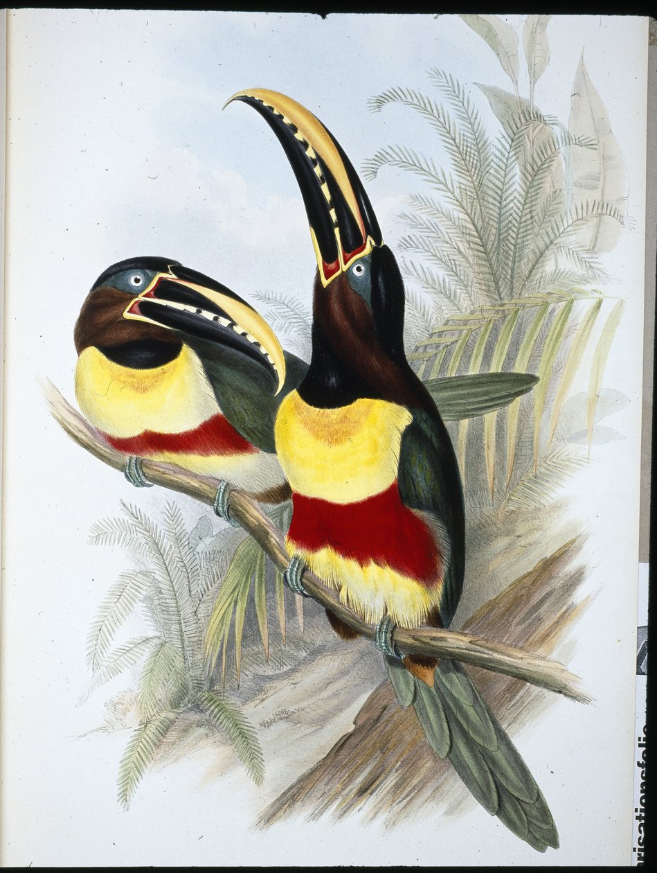 Svovl- og hvidbrynet tukan (Ramphastos Vitellinus) (håndfarvet litho) af John (after) Gould