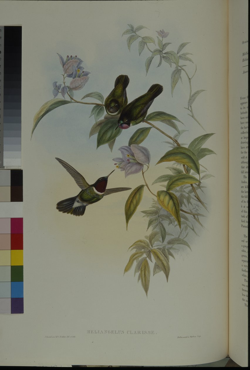 Solengel (Heliangelus Clarisse) (håndfarvet litho) af John (after) Gould