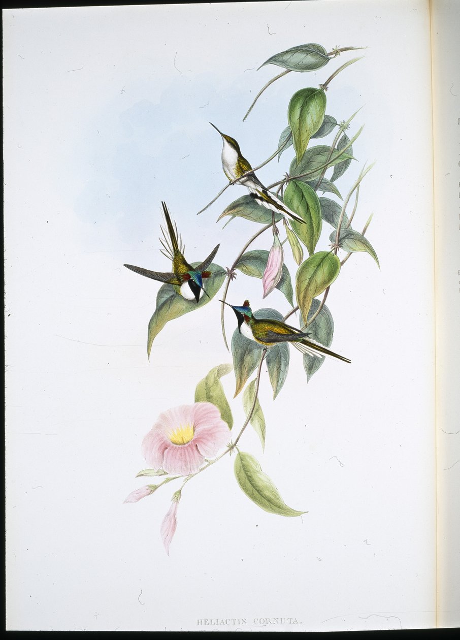 Sun Gem (Heliactin Cornuta) (håndfarvet litho) af John (after) Gould