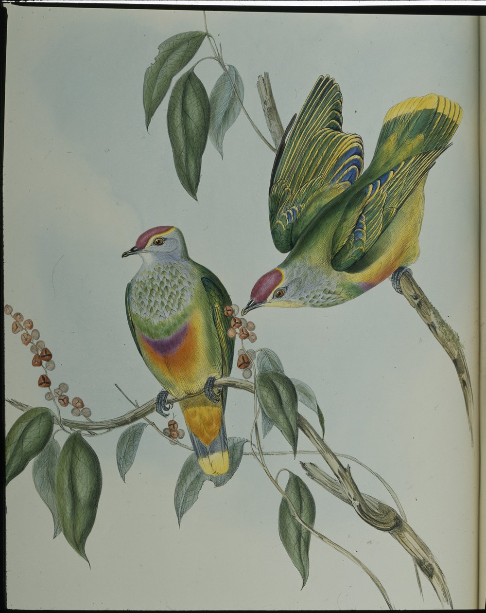 Swainsons frugtdue (Ptilinopus Swainsonii) (håndfarvet litho) af John (after) Gould