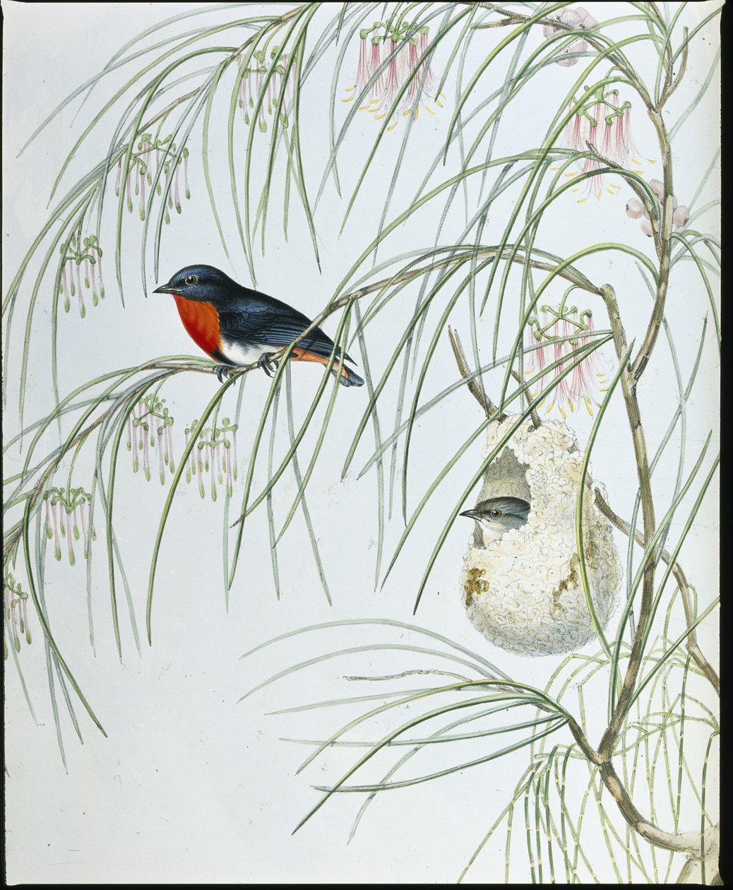 Swallow Dicaeum (håndfarvede figurer) af John (after) Gould