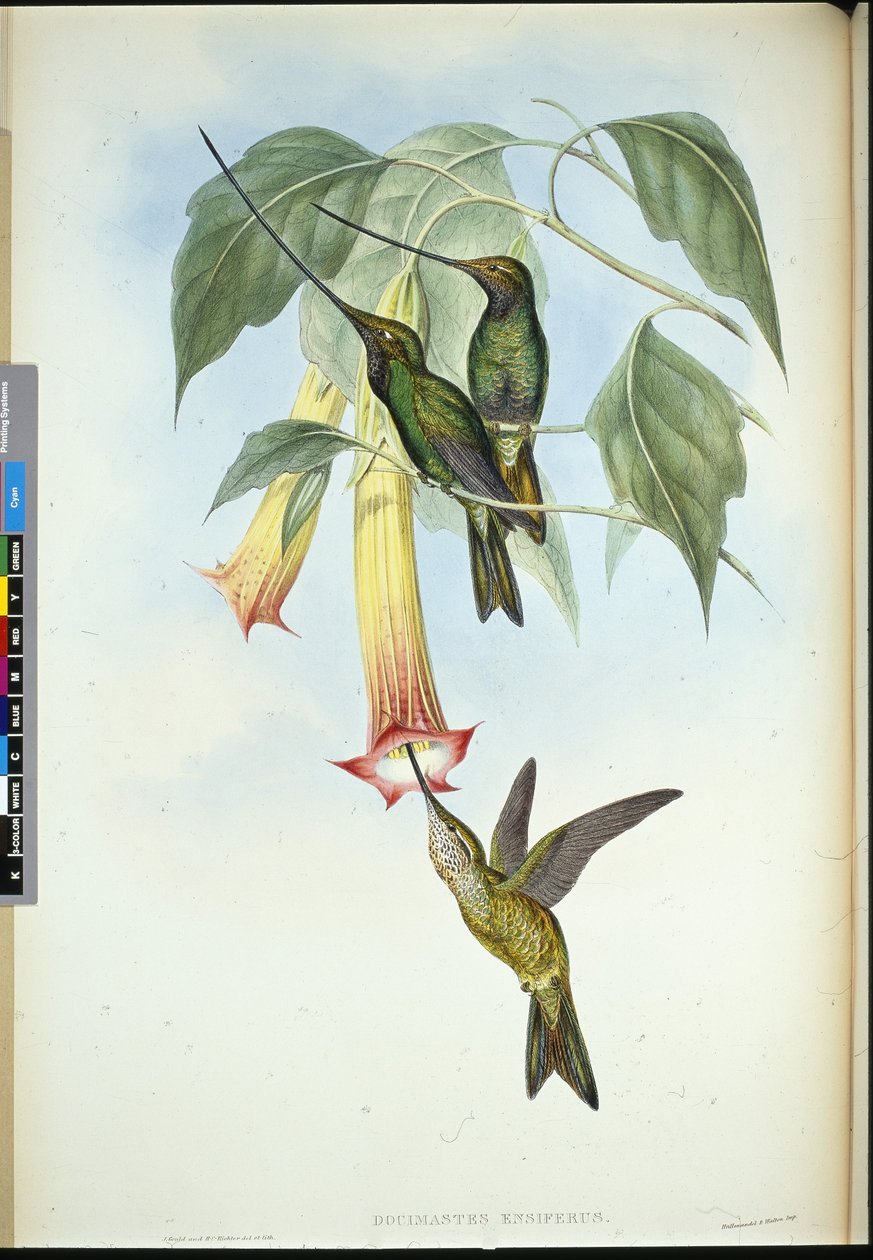 Sværdnæb (Docimastes Ensiferus) (håndfarvet litho) af John (after) Gould