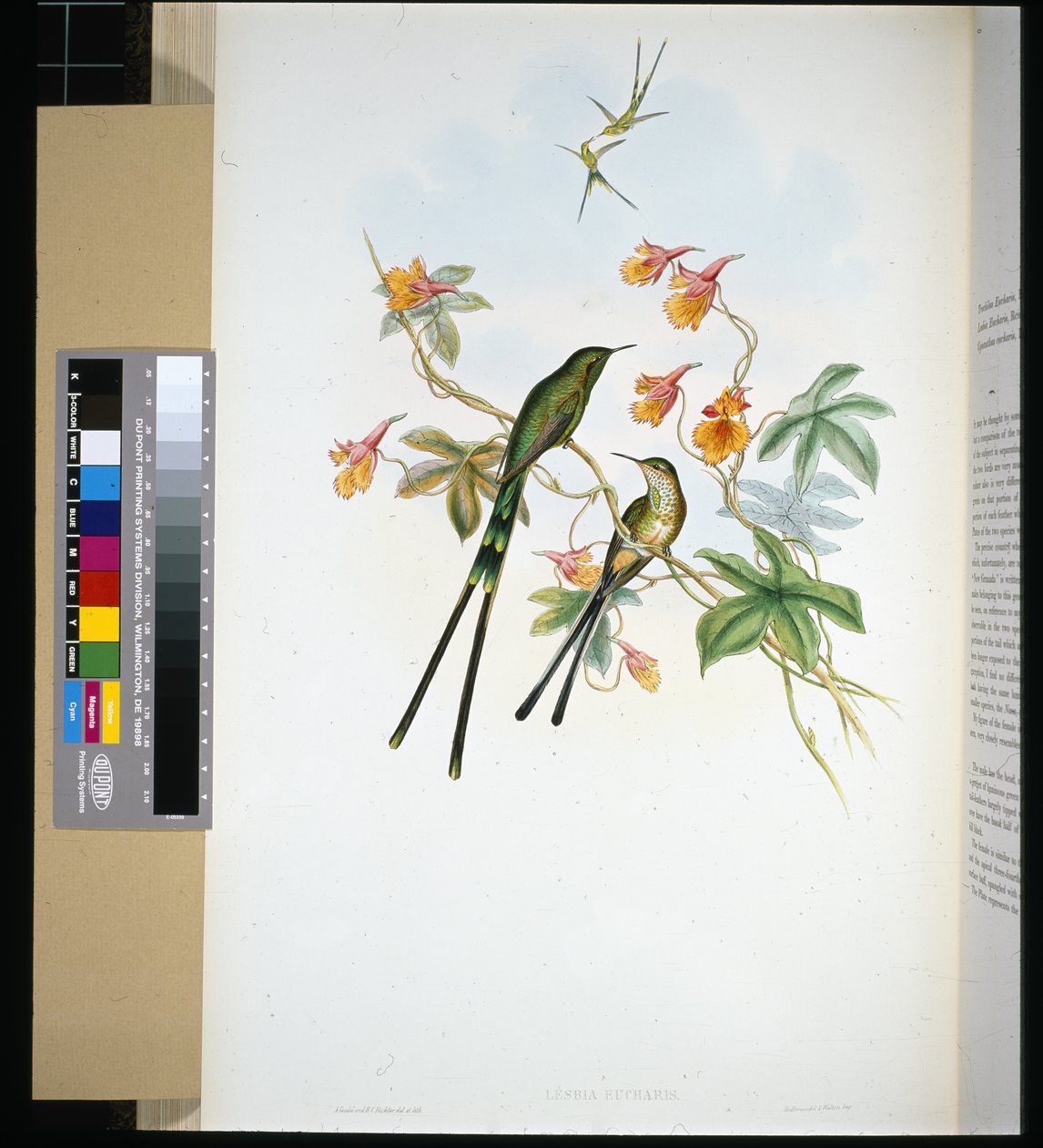 Togbærer (lesbia eucharis) (håndfarvet litho) af John (after) Gould
