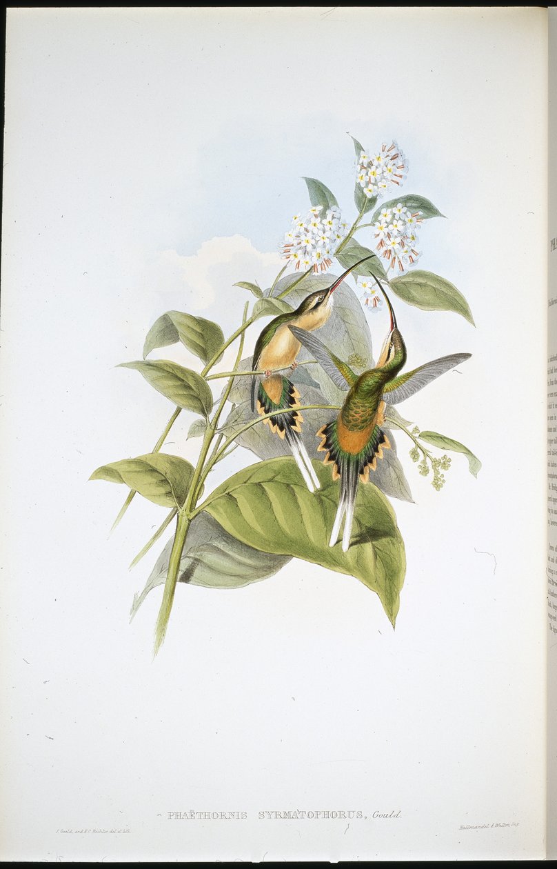 Togbærende eremit (Phaethornis Syrmatophorus) (håndfarvet litho) af John (after) Gould