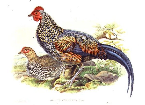 To asiatiske fasaner (Gallus Sonneratii) indgraveret af kunstneren og William Hart (1823-1894) (litho) af John (after) Gould