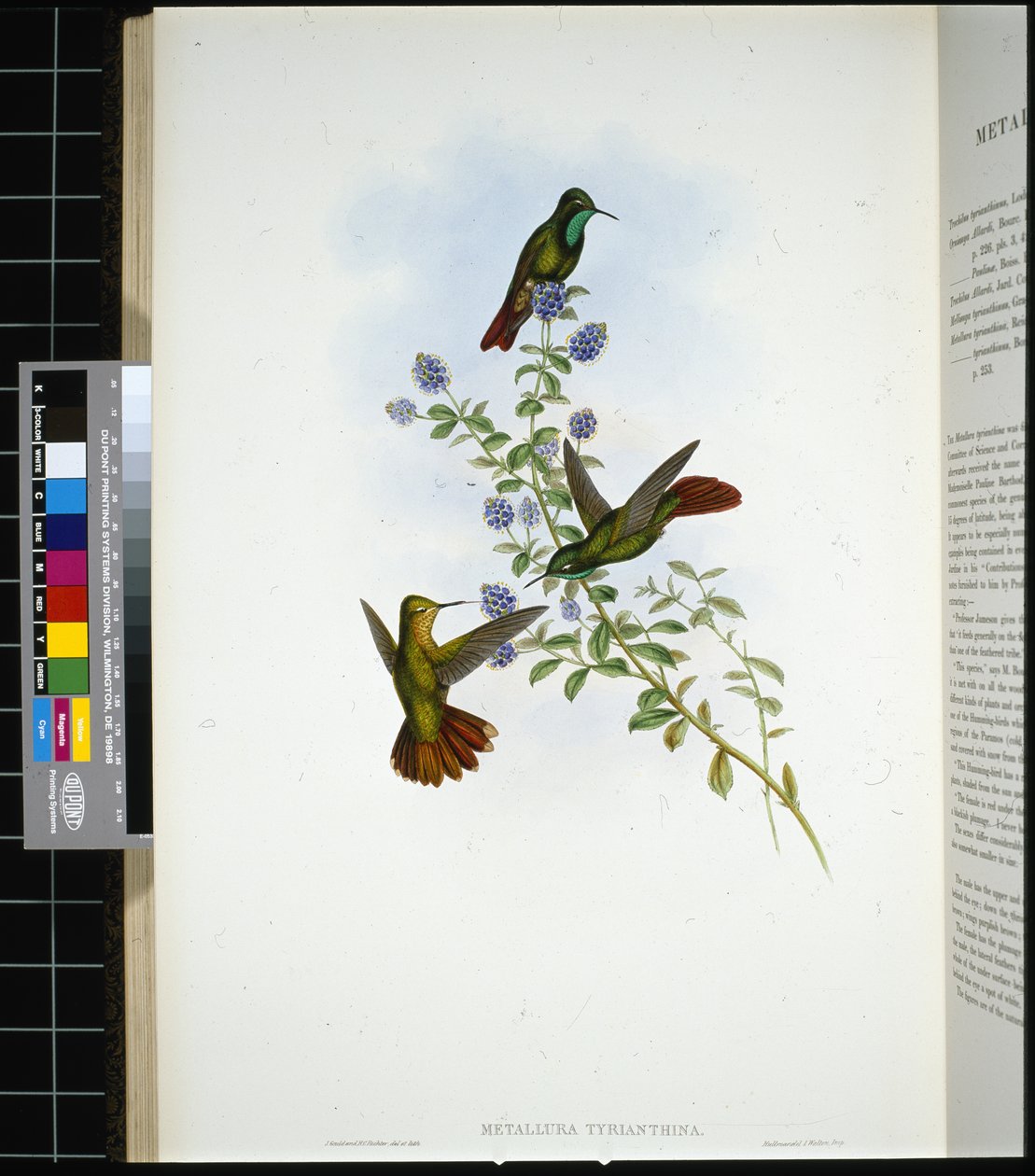 Tyrian-hale (metallura Tyrianthina) (håndfarvet litho) af John (after) Gould