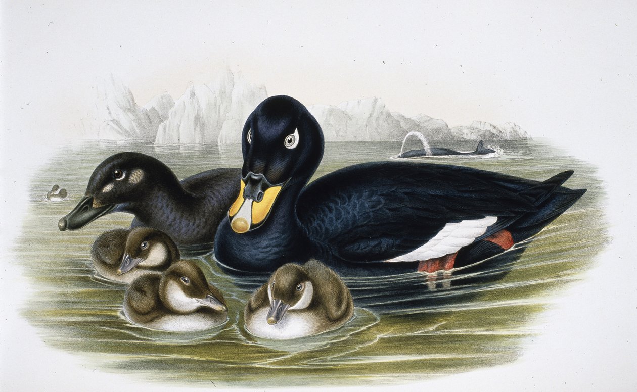 Velvet Scoter (oidemla fusca) (håndfarvet litho) af John (after) Gould