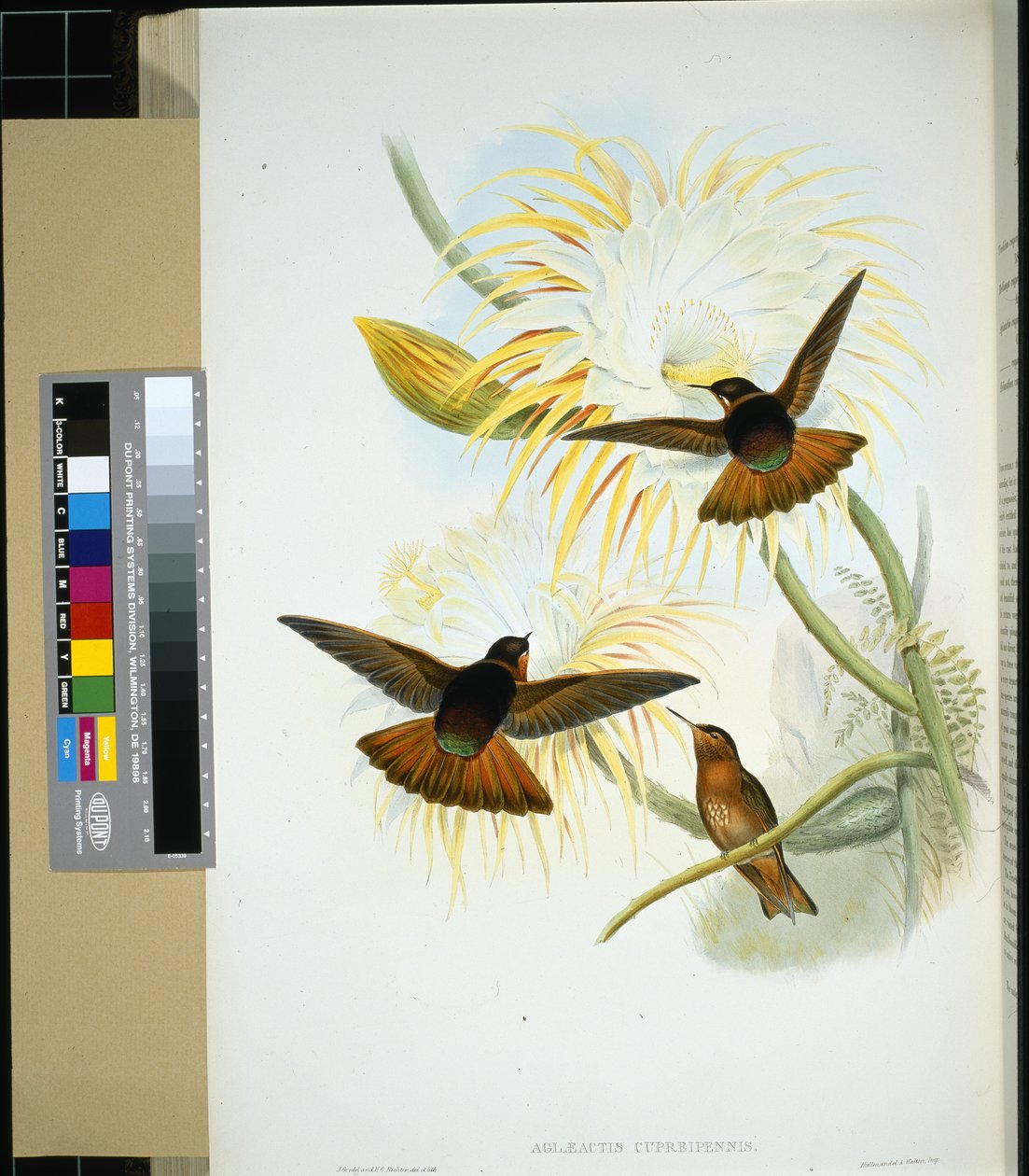 Venezuelansk Stenura (panychlora stenura) og (panychlora Russata) (håndfarvet litho) af John (after) Gould